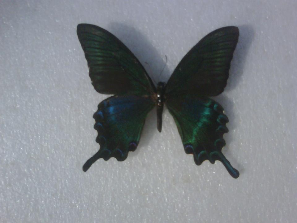 Papilio sp GYNANDROMORPH or Abb (Internet Image property of respective owner, non-commercial use only)